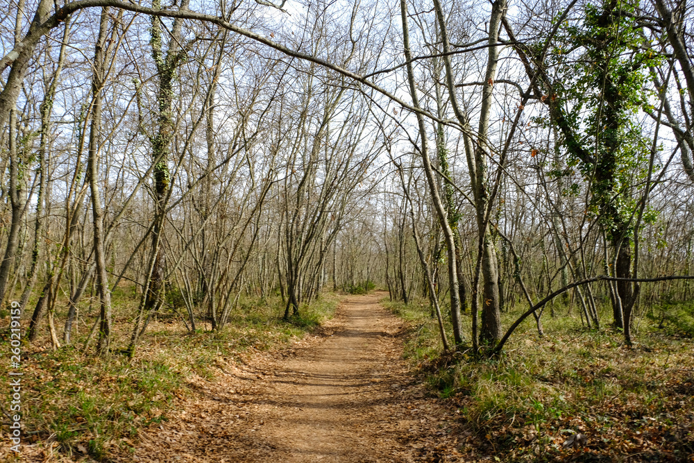Fototapeta premium Spring wood in tuscany, Italy