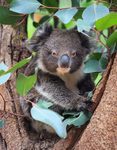 Fototapeta Naklejka Na Ścianę i Meble -  Portrait litlle cute Australian Koala Bear sitting in an eucalyptus tree and looking with curiosity. Kangaroo island.