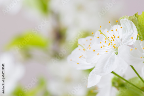 Fototapeta Naklejka Na Ścianę i Meble -  Macro photo of cherry blossoms