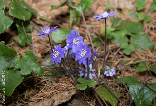 First spring flowers in the forest 