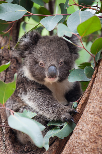 Portrait litlle cute Australian Koala Bear sitting in an eucalyptus tree and looking with curiosity. Kangaroo island.