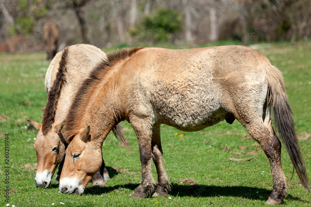 Caballos de Przewalski paciendo en el campo