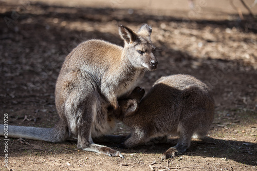 The wild famale Kangaroo feeding her joey from the pouch. Australia.
