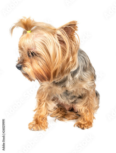 Dog Yorkshire Terrier © andregric