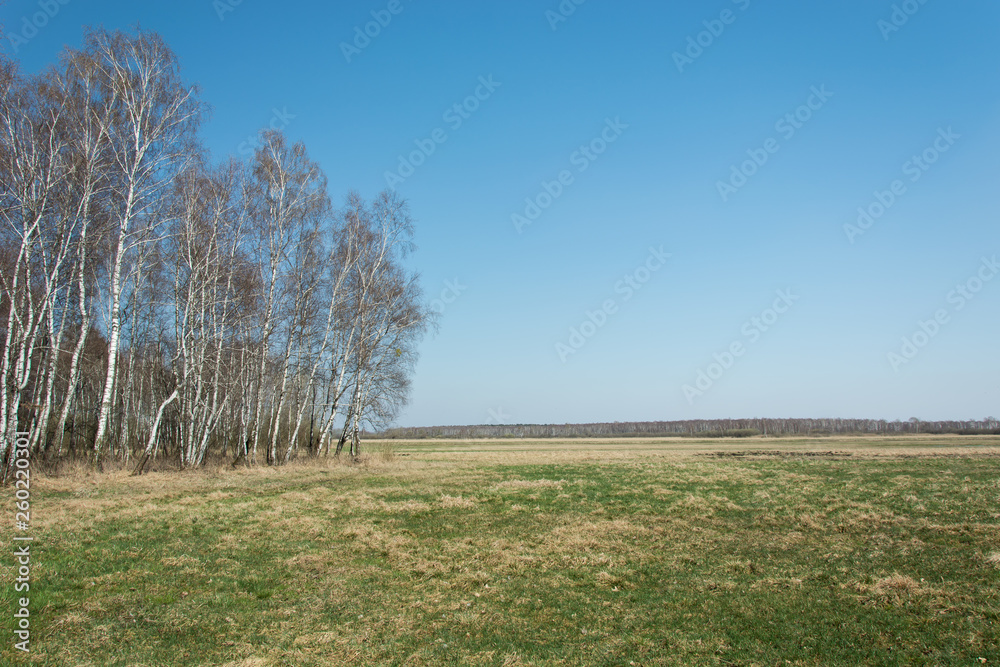 Big meadow and birch forest, horizon and sky Big meadow and birch forest, horizon and sky