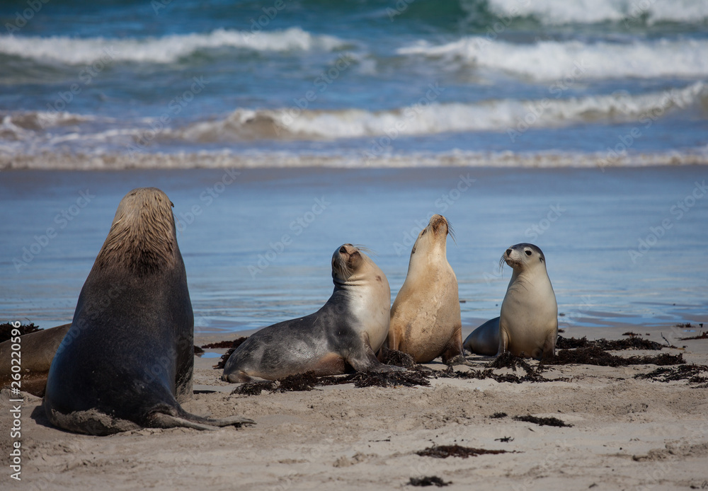 Fototapeta premium Australian sea lion, Neophoca cinerea, on the beach at Seal Bay, Kangaroo Island, South Australia, Australia.