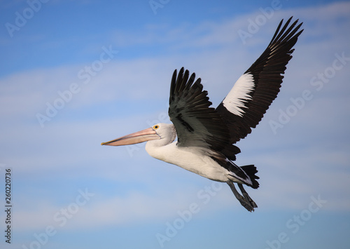 Australian Pelican Pelecanus conspicillatus flying against the background of the blue sky. Australia.