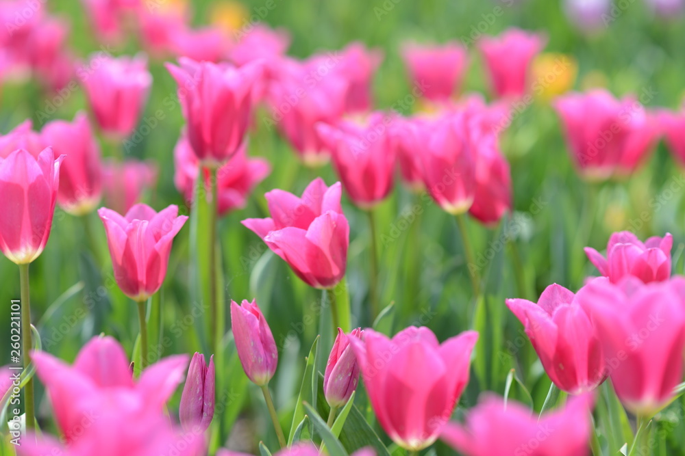 Tulpen