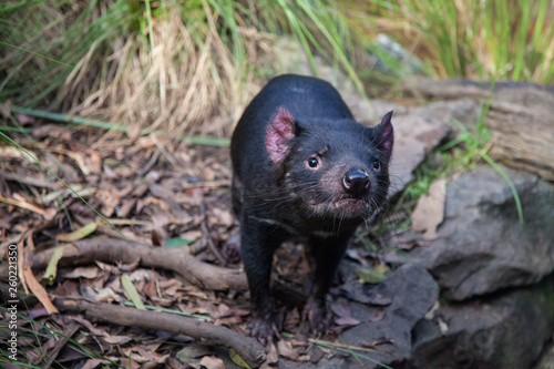Closeup portrait of the Tasmanian devil Sarcophilus harrisii looking at the camera.