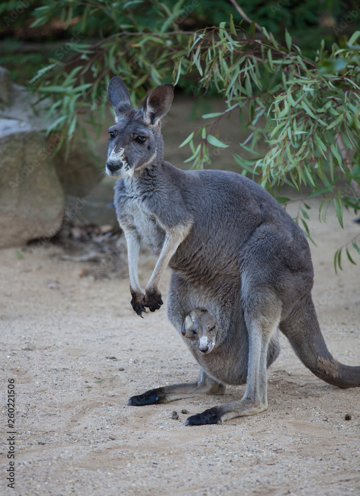 Close up portrait famale Kangaroo with cute joey hiding inside the pouch. Australia. Close up portrait famale Kangaroo with cute joey hiding inside the pouch. Australia.