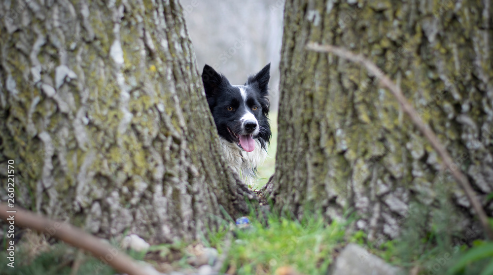 A curious border collie puppy observes the world hidden in the trees A curious border collie puppy observes the world hidden in the trees
