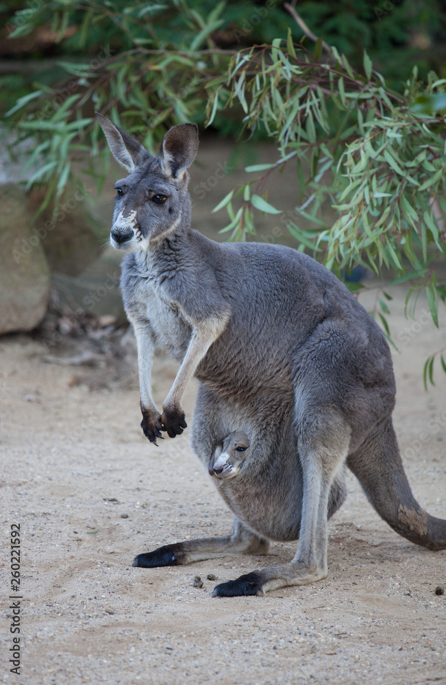 Fototapeta premium Close up portrait famale Kangaroo with cute joey hiding inside the pouch. Australia.