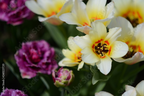 Tulpen © andreas rehkopp
