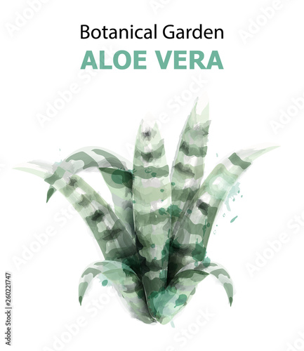 Aloe Vera watercolor isolated Vector illustration. Green leaves plants