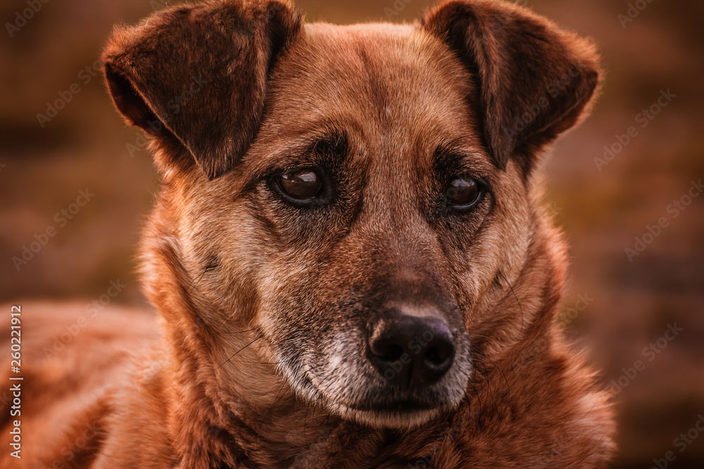 sad homeless dog face sitting on the street with blurred background Stock  Photo | Adobe Stock