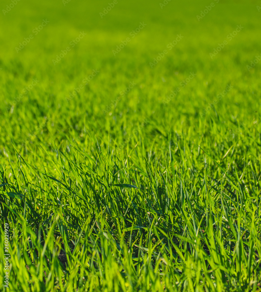 green grass texture