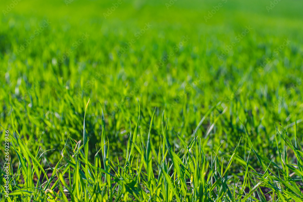 green grass texture green grass texture