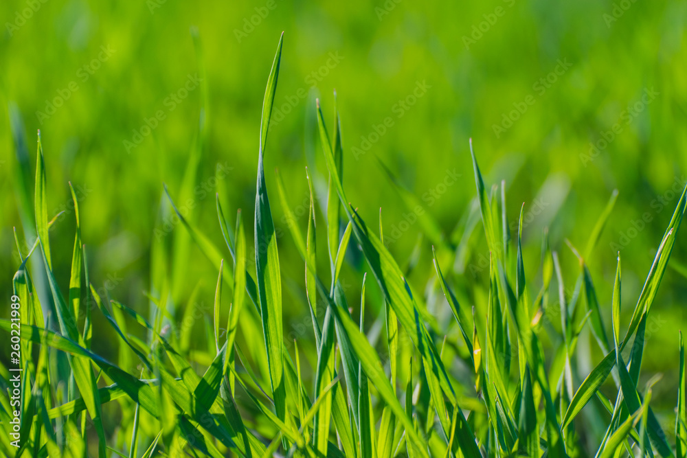 Obraz premium green grass texture