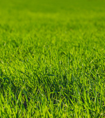 green grass texture