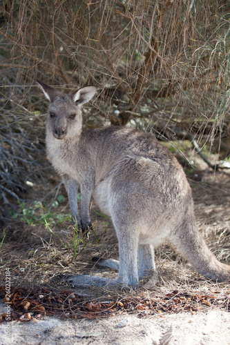 Portrait of young cute australian Kangaroo standing in the field and looking at the camera.