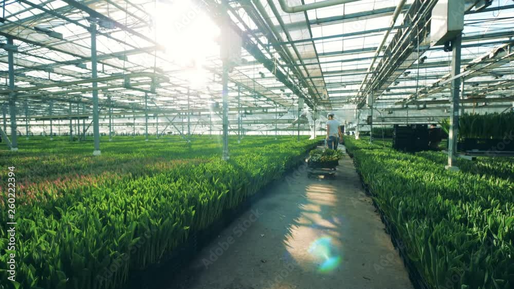 Working woman pulls a cart with tulips, working in a glasshouse. Working woman pulls a cart with tulips, working in a glasshouse.