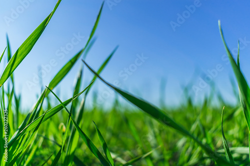 Green grass over a blue sky.