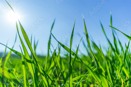 Green grass over a blue sky.