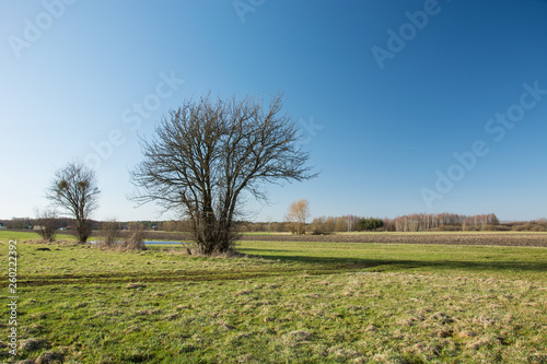 Amazing tree without leaves on a green meadow