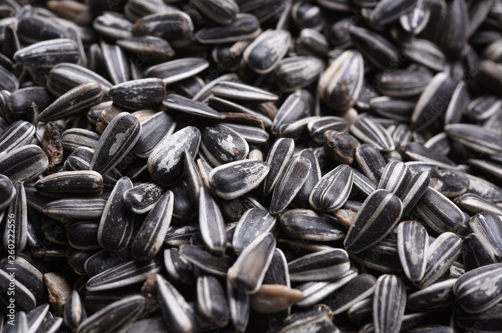 sunflower seed in close-up