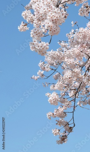 美しい桜の花と青空、日本の春の風景