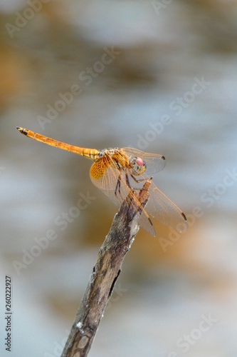 dragonfly