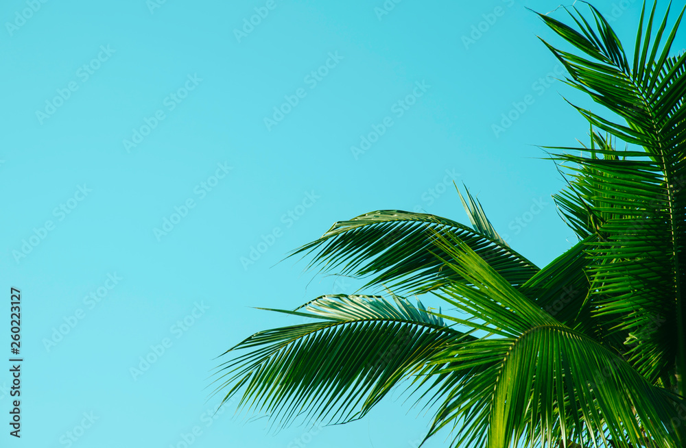Creative layout made of colorful tropical leaves on white background. Minimal summer exotic concept with copy space.