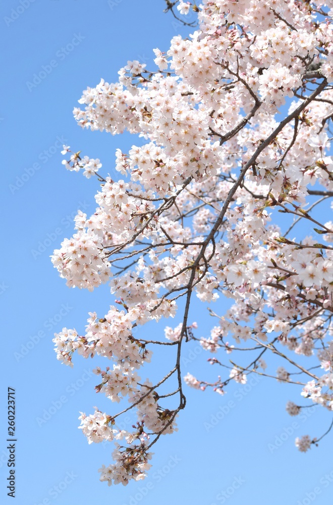 美しい桜の花と青空、日本の春の風景