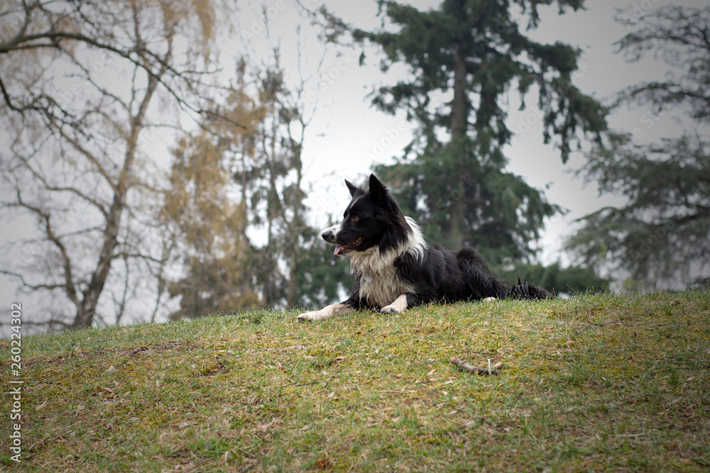 Obraz premium A dirty and wet border collie puppy posing happy in the countryside