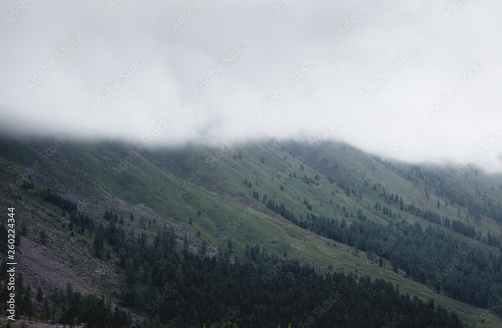 Fog covering the mountain forests. Green atmospheric mountains