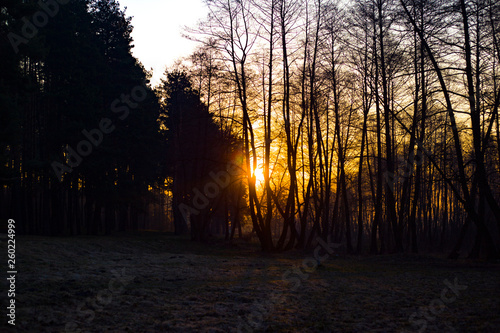 morning sunrise in the forest on the lawn, the sun shines through the trees