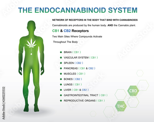 human endocannabinoid system with CBD1 & CBD2 receptor,vector infographic icon on white background and poster.