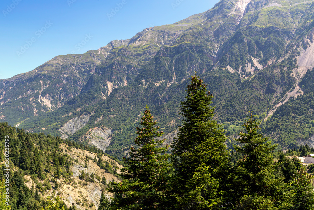 Big firs in the mountains (region Tzoumerka, Greece, mountains Pindos).