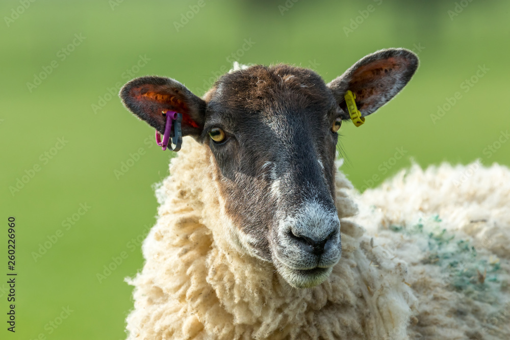 Dalesbred Ewe. Head and Shoulders. Close up. Clean background. Yorkshire, England. Horizontal. Landscape. Dalesbred Ewe. Head and Shoulders. Close up. Clean background. Yorkshire, England. Horizontal. Landscape.