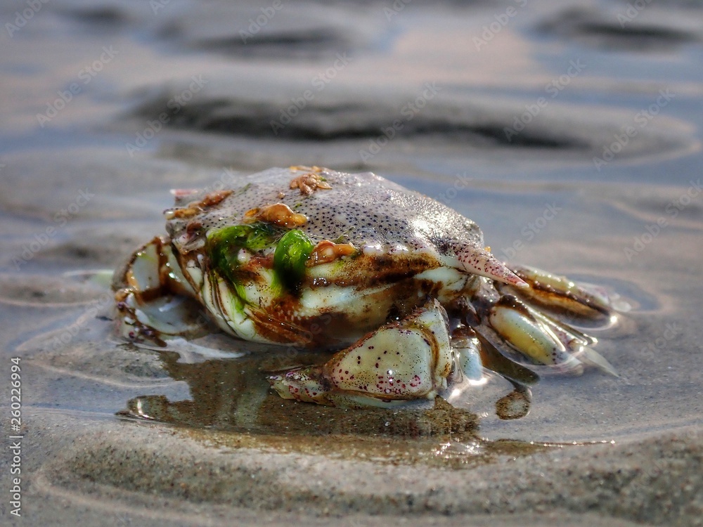 A tiny crab stranded on the sea shore during the low tide.
