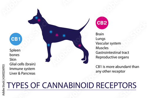 types of cannabinoid receptors dog photo