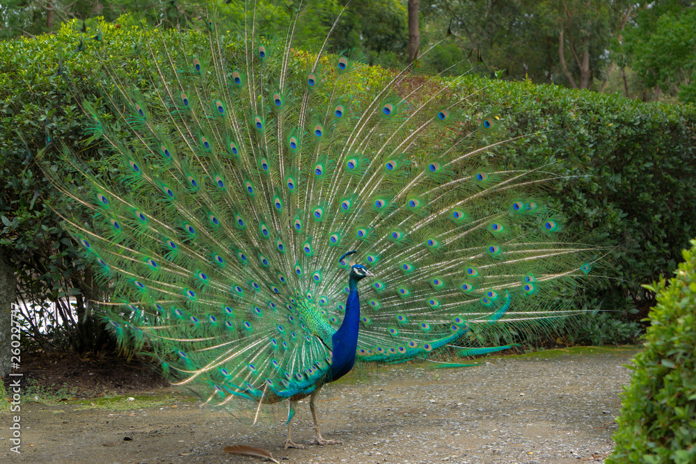 Obraz premium peacock with feathers out