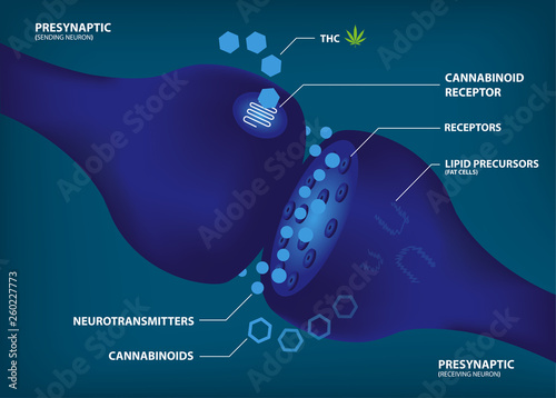 HOW AND WHY YOUR BRAIN MAKES ITS OWN CANNABINOIDS