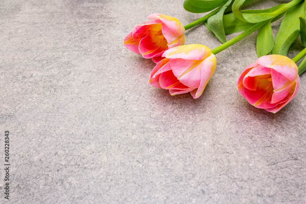 Spring concept. Gentle tulip on stone background. Card, wallpaper, copy space, close up.