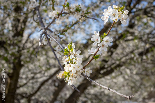 Selective focus on few beautiful flowers of wild plum blossomed in wonderful sunny, warm spring day, blurred defocused forest background, Bulgaria, Pazardzhik region
