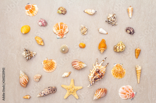 Seashells summer background. Lots of different seashells piled together, top view.