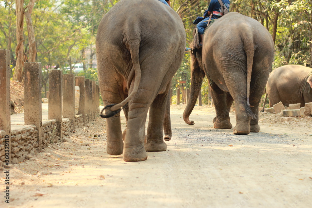 adult local native female asian Elephant working at a tourist Elephant camp in Northern Thailand, southeast Asia.