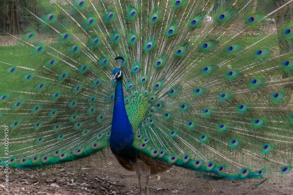 Obraz premium peacock with feathers out