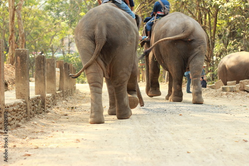 adult local native female asian Elephant working at a tourist Elephant camp in Northern Thailand, southeast Asia.