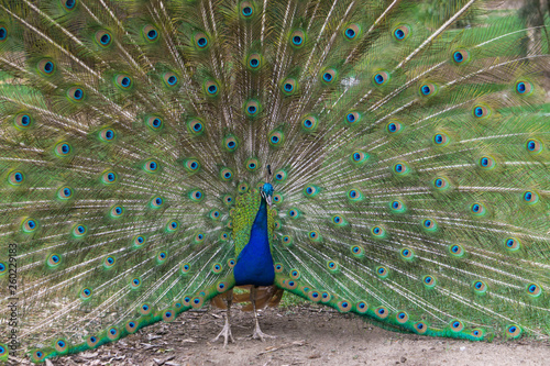 peacock with feathers out